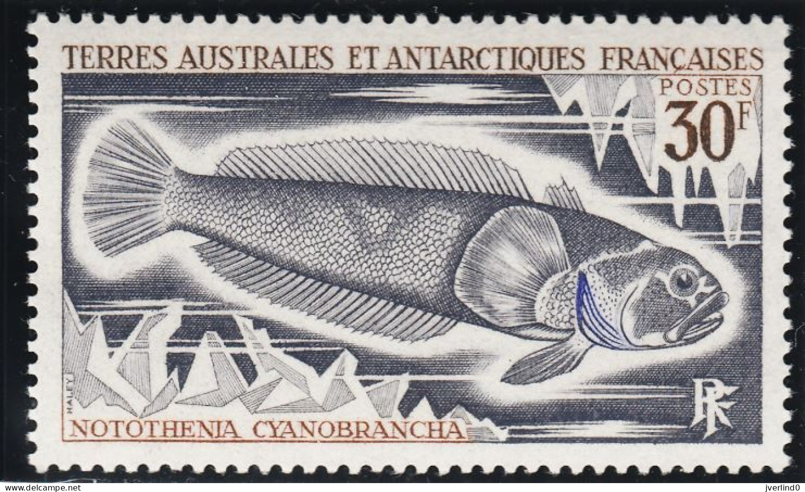 TAAF 1971 Poissons Fishes Yv. 34-38 Neufs MNH - Cartoline Maximum