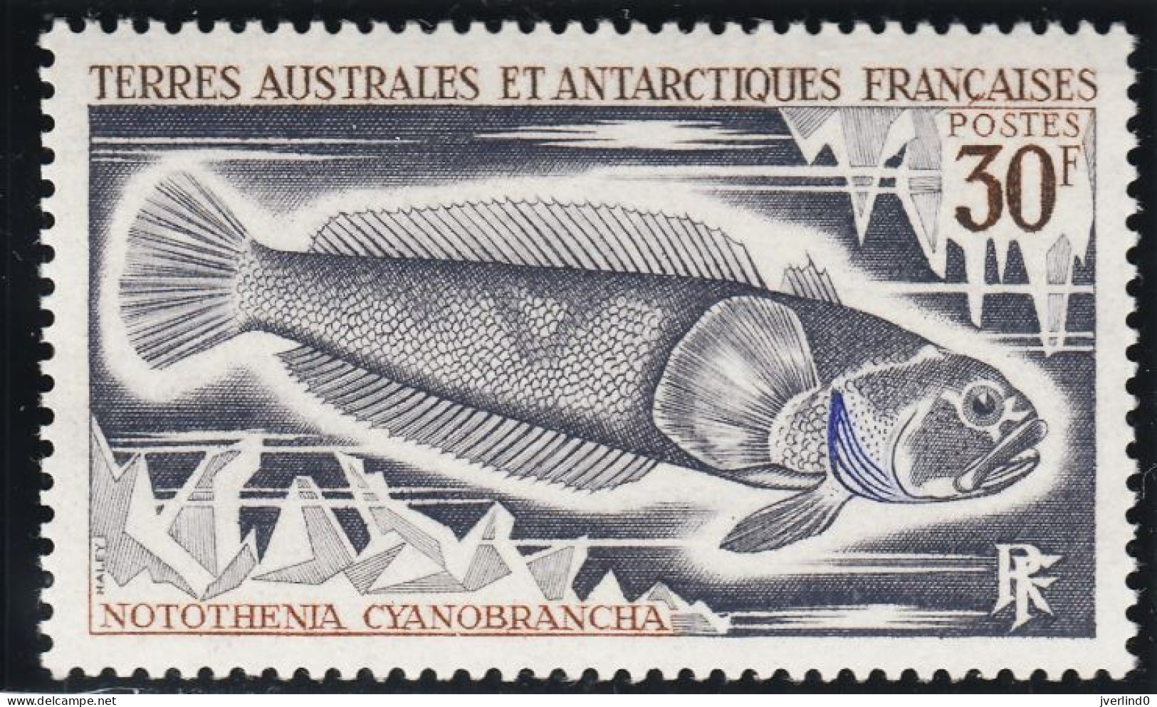 TAAF 1971 Poissons Fishes Yv. 34-38 Neufs MNH - Maximum Cards