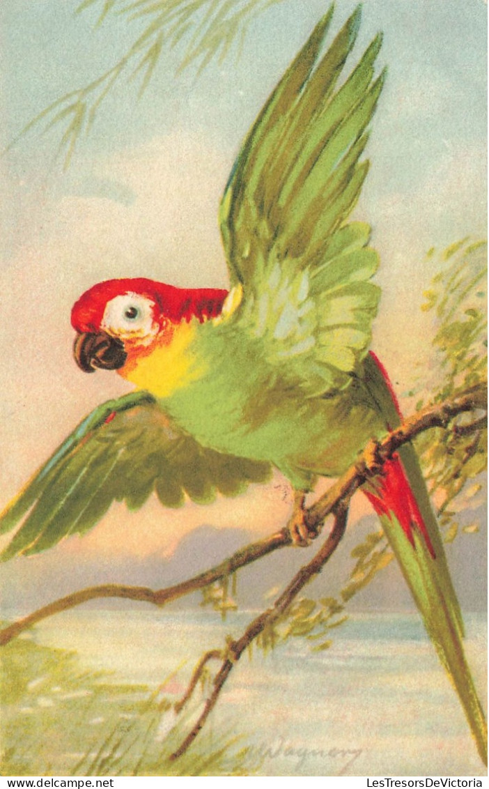 ANIMAUX & FAUNE - Oiseaux - Perroquet Vert Sur Une Branche - Carte Postale Ancienne - Oiseaux