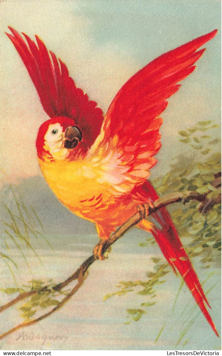 ANIMAUX & FAUNE - Oiseaux - Perroquet Rouge - Carte Postale Ancienne - Oiseaux