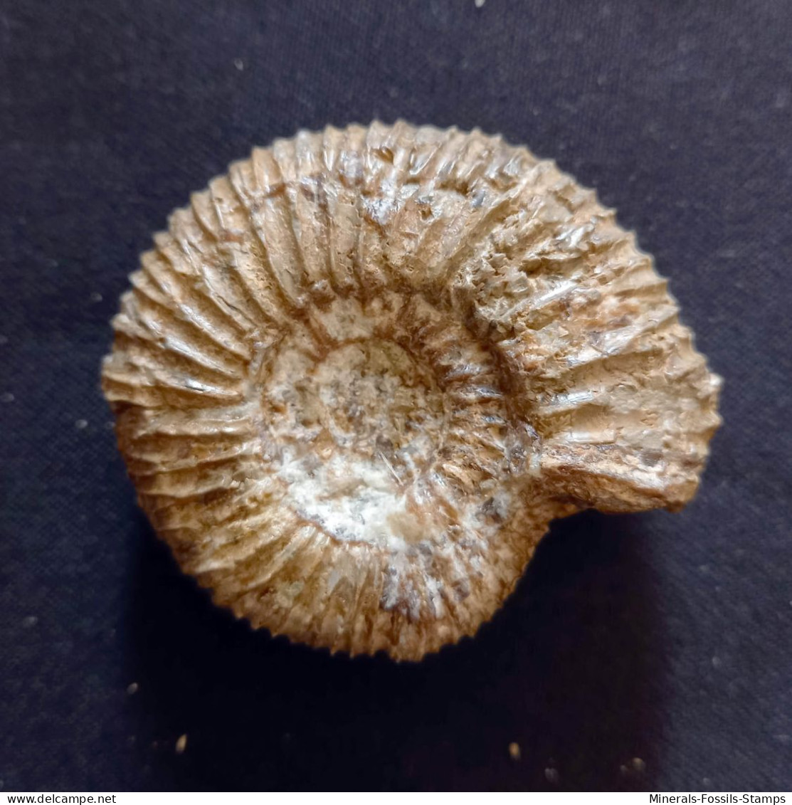 #KLEMATOSPHINCTES PRAECURSOR Ammonite, Oxfordian (Madagascar) - Fossilien