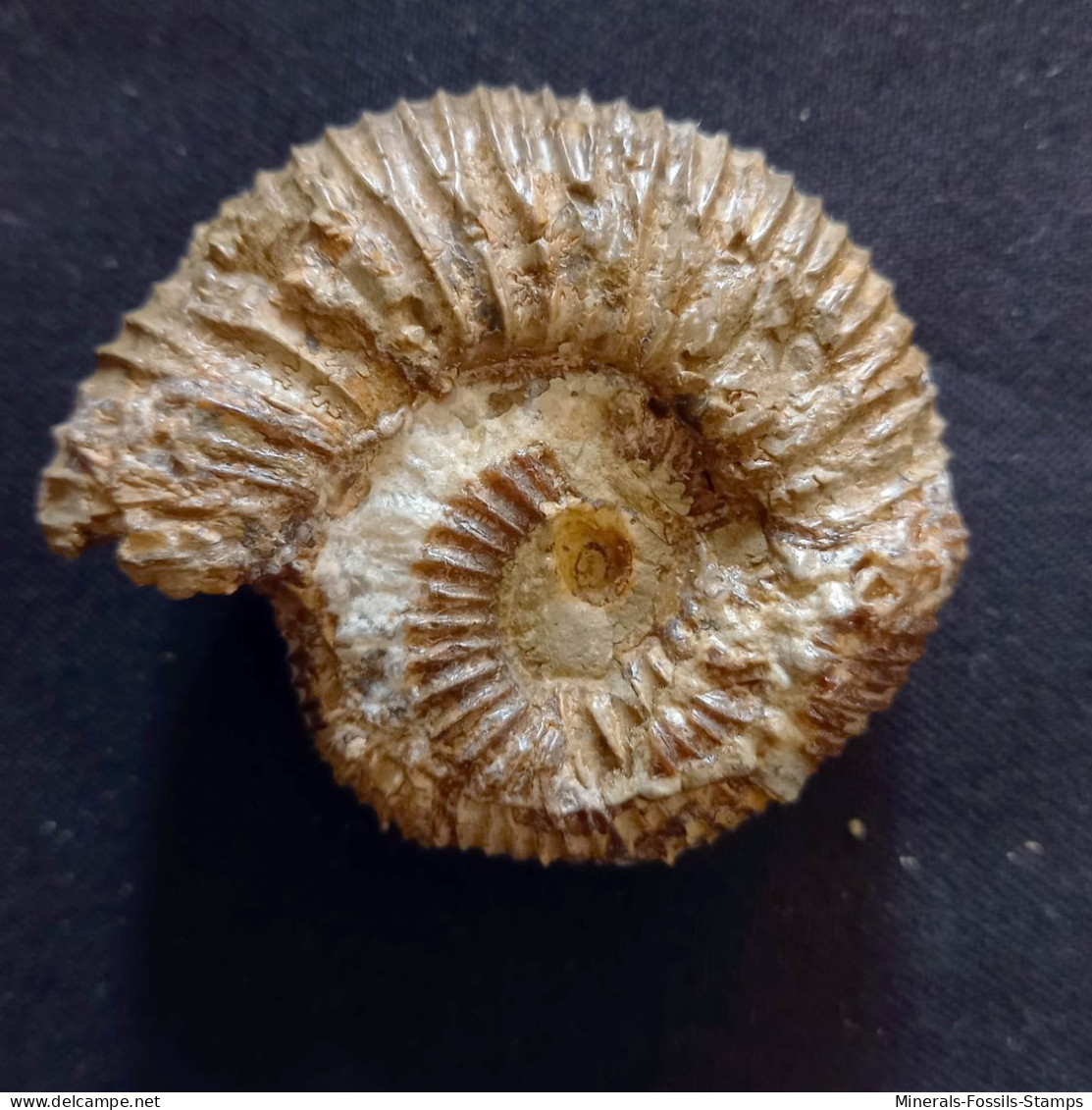 #KLEMATOSPHINCTES PRAECURSOR Ammonite, Oxfordian (Madagascar) - Fossielen