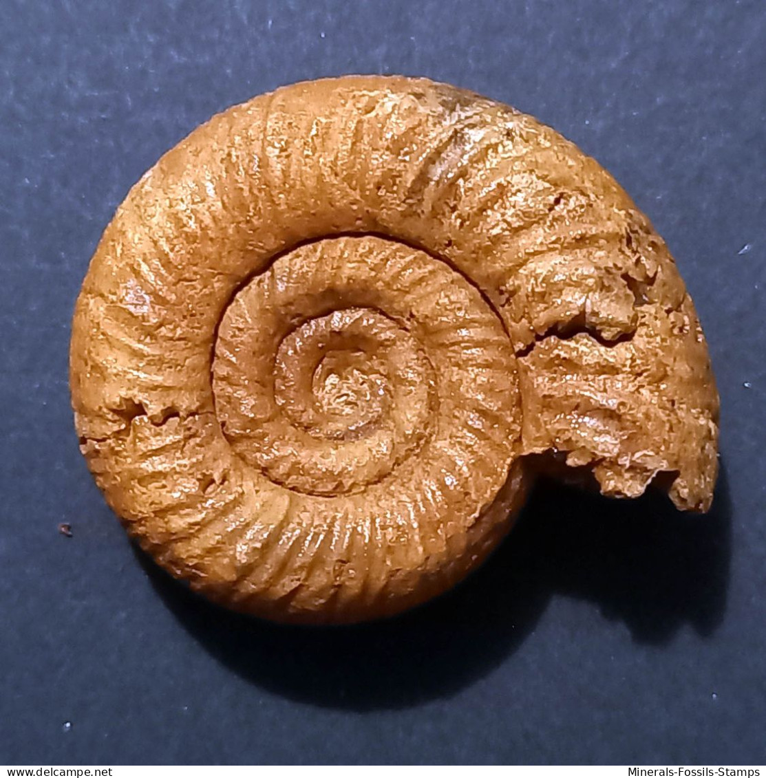 #KRANOSPHINCTES RABEI Fossile, Ammonite, Jura (Madagaskar) - Fossielen