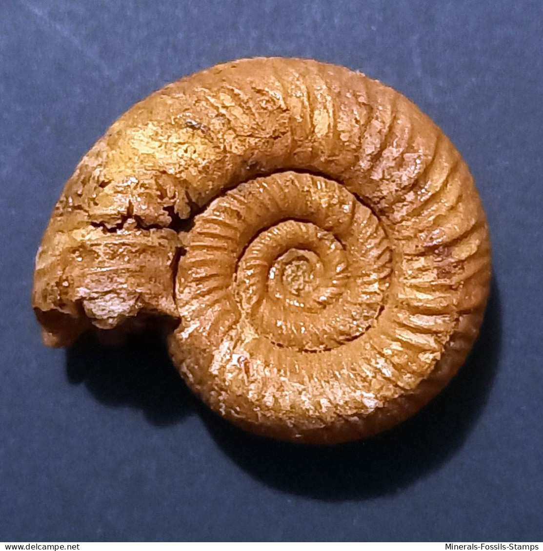 #KRANOSPHINCTES RABEI Fossile, Ammonite, Jura (Madagaskar) - Fossils