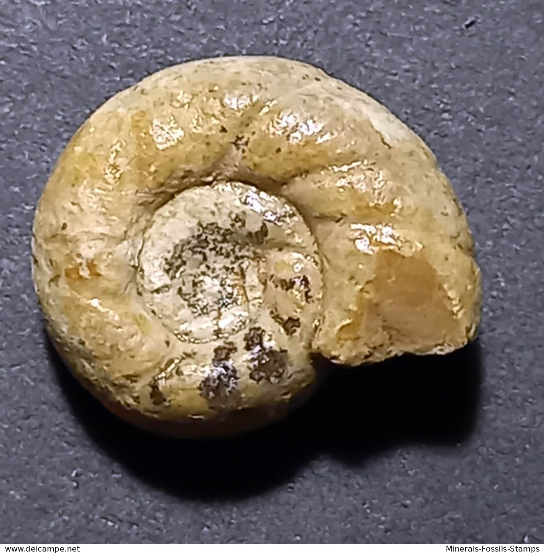 #LYTOCERAS Pseudo-TRAUTSCHOLDI Fossil, Ammonit, Jura (Frankreich) - Fósiles