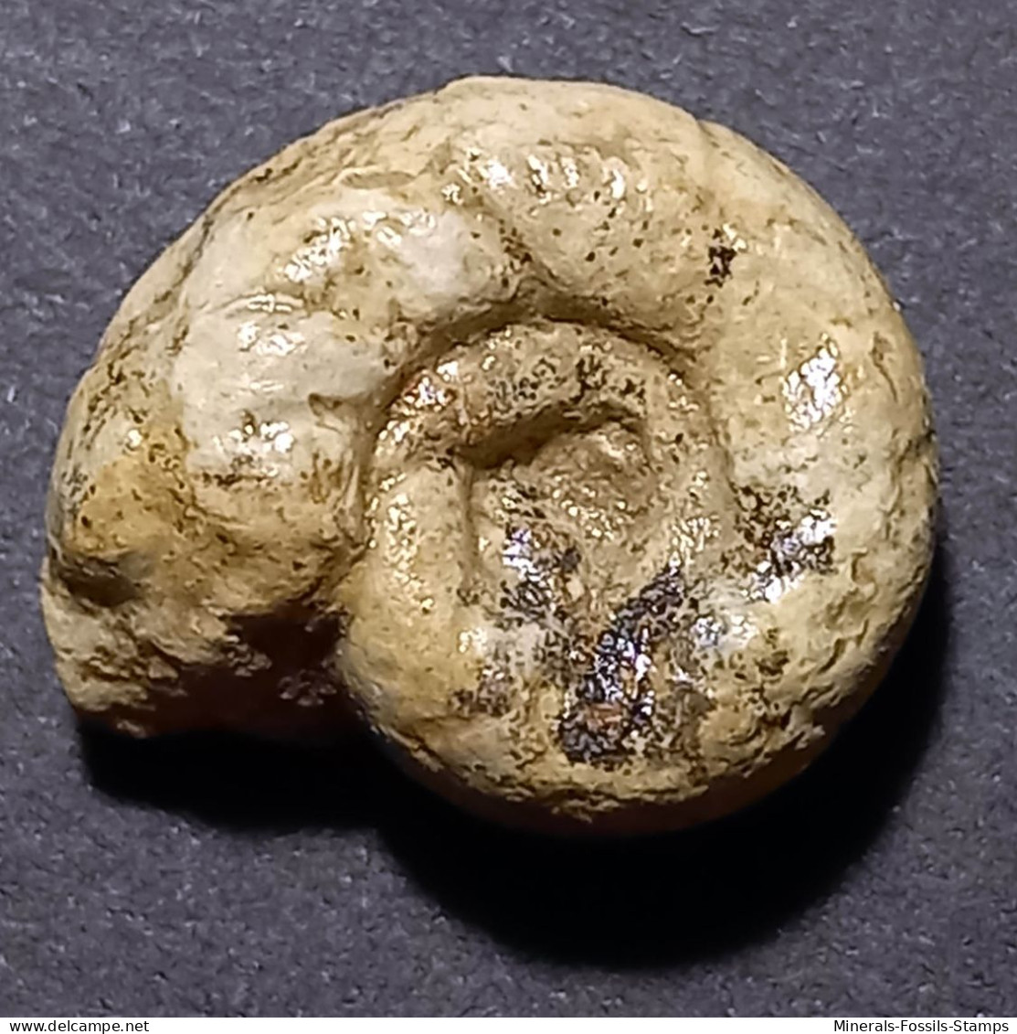 #LYTOCERAS Pseudo-TRAUTSCHOLDI Fossil, Ammonit, Jura (Frankreich) - Fossielen