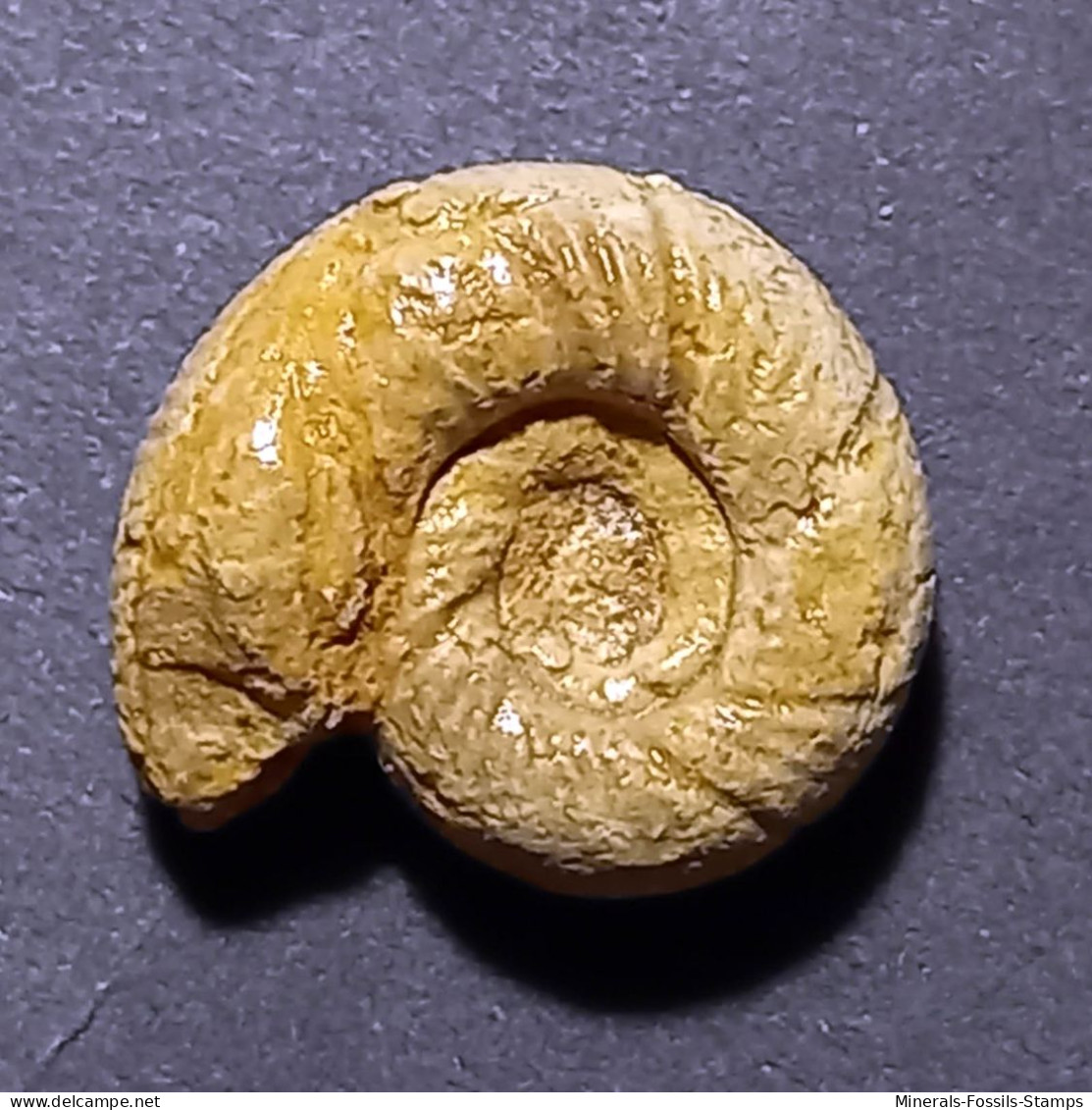 #LYTOCERAS RUGIFERUM Fossil, Ammonit, Jura (Frankreich) - Fossilien