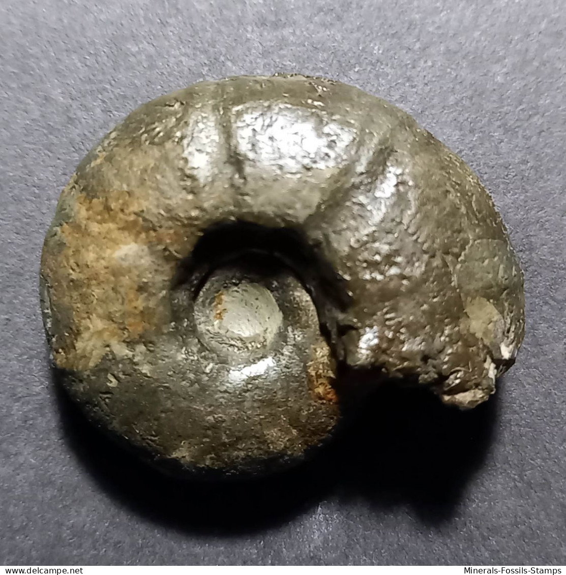 #MELCHIORITES EMERICI Fossile, Ammonite, Kreide (Russische Föderation) - Fósiles