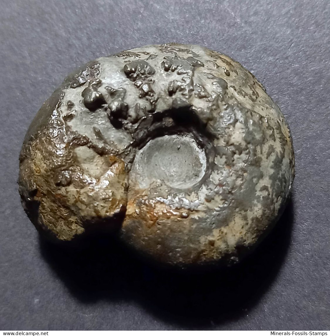 #MELCHIORITES EMERICI Fossile, Ammonite, Kreide (Russische Föderation) - Fossils