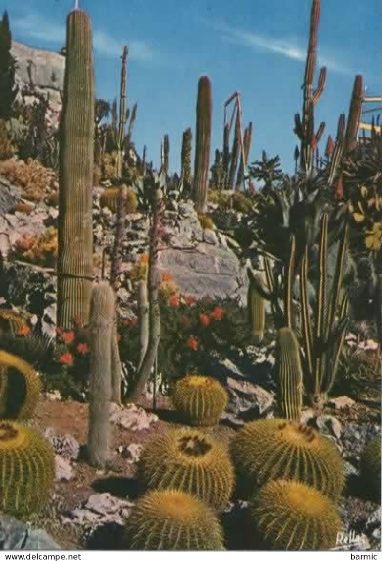 CACTUS DU JARDIN EXOTIQUE DE LA COTE D AZUR  COULEUR REF 14042 CHE - Cactusses