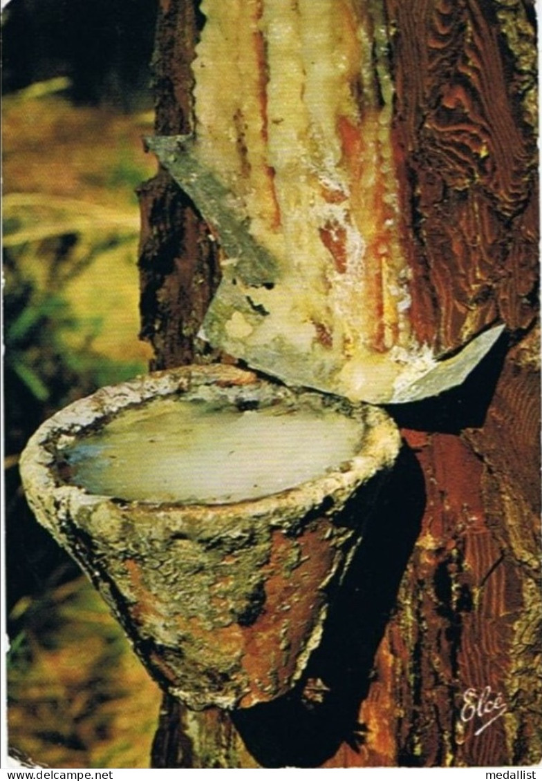 LOT DE 4 CPM..40..AU PAYS LANDAIS..LES ECHASSIERS..RECOLTE DE LA RESINE..LE POT DE RESINE - Aquitaine