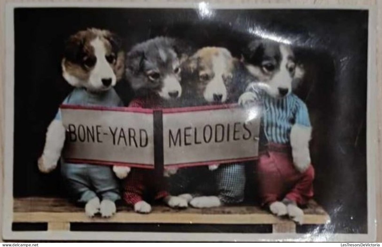 Animaux Habillés - Chiots Qui Tiennent Une Pancarte Bone Yard Melodies - Carte Pouet - Carte Postale Ancienne - Animales Vestidos