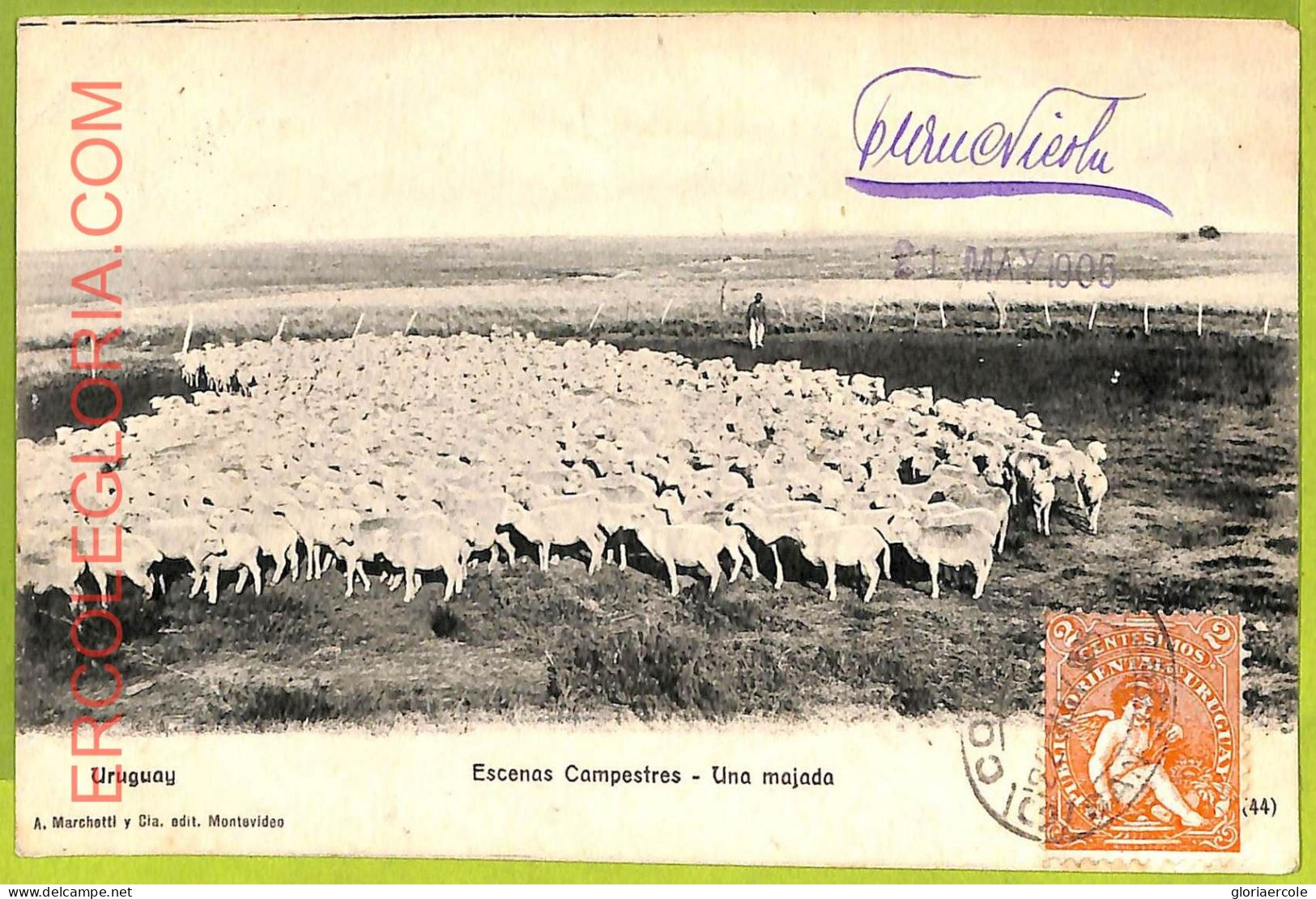 Af2739 - URUGUAY - VINTAGE POSTCARD - Escenas Campestres - 1905 - Uruguay