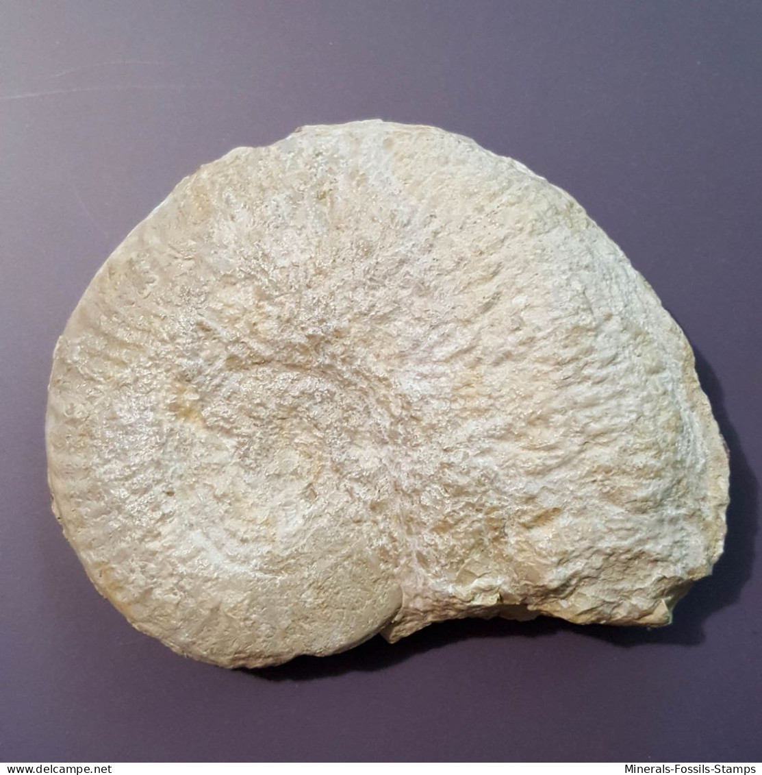 #OCHETOCERAS CANALICULATUM Fossile, Ammonite, Jura (Frankreich) - Fósiles