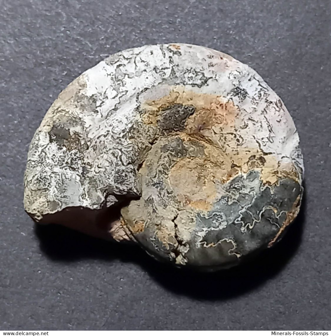 #OCHETOCERAS Sp. Fossil, Ammonit, Jura (Großbritannien) - Fossilien