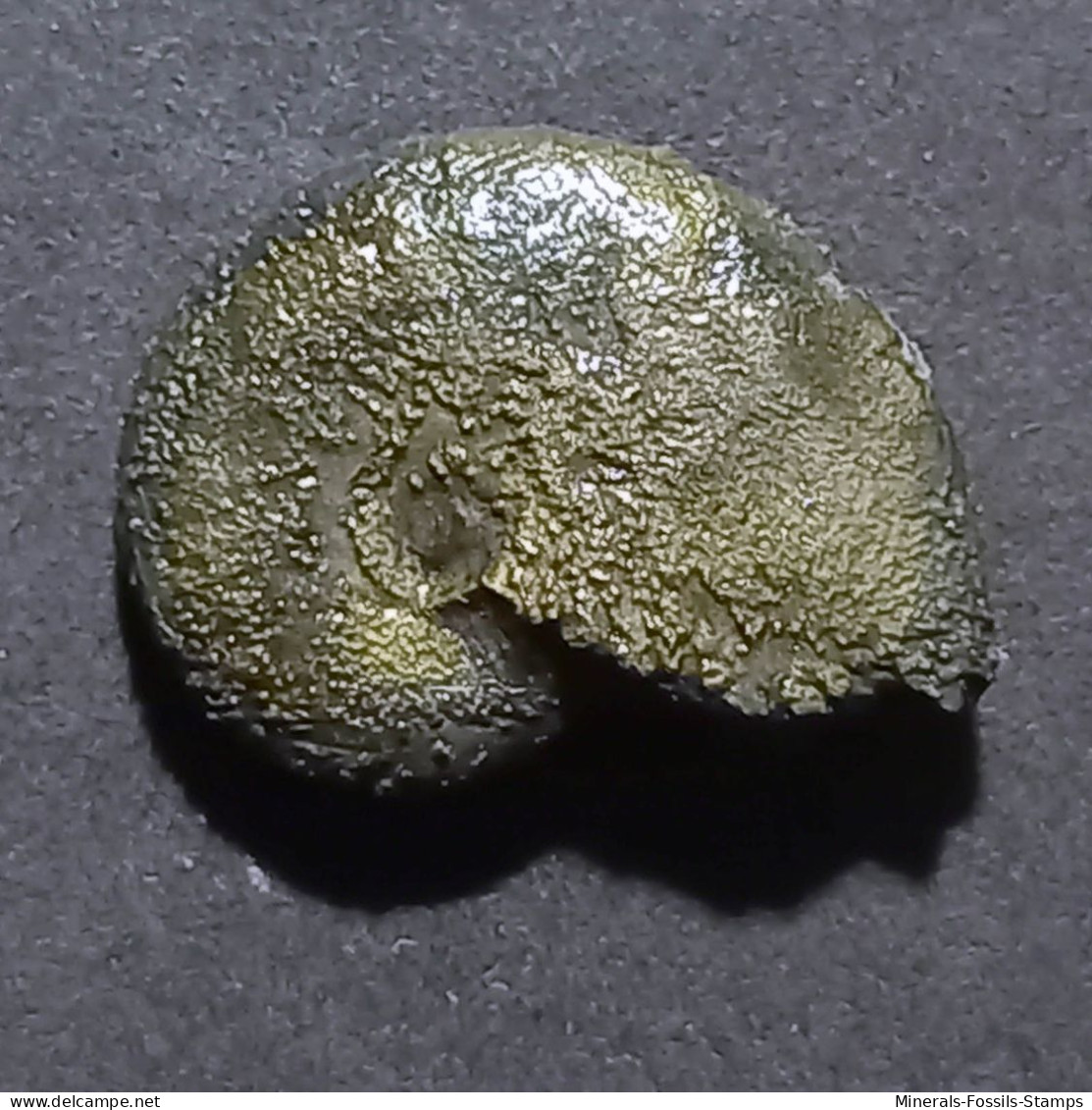 #OXICERITES YEOVILENSIS Fossile, Ammonite, Jura (Frankreich) - Fossielen