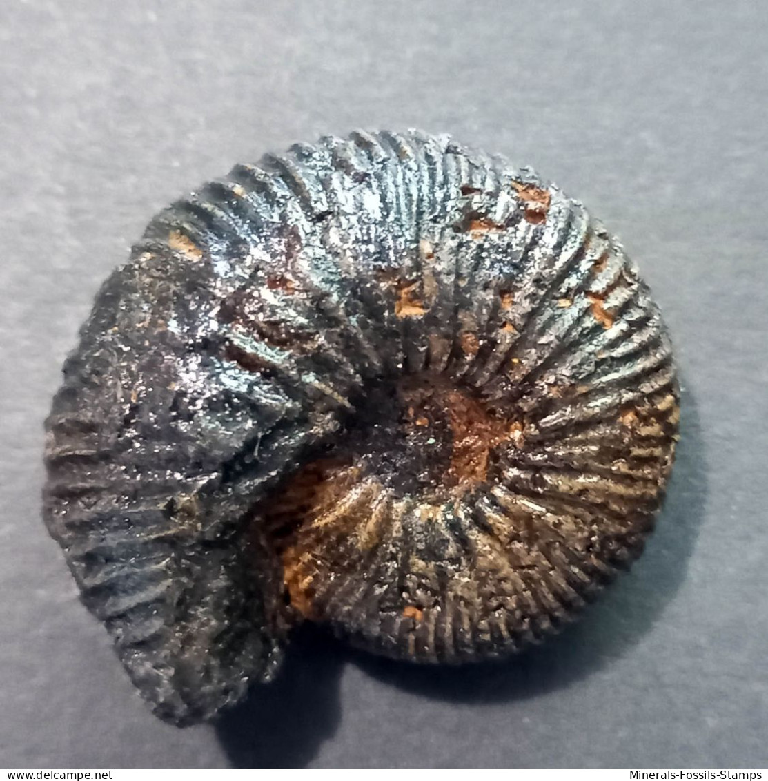 #PARYPHOCERAS BADIENSE Fossile, Ammonite, Jura (Indien) - Fossiles