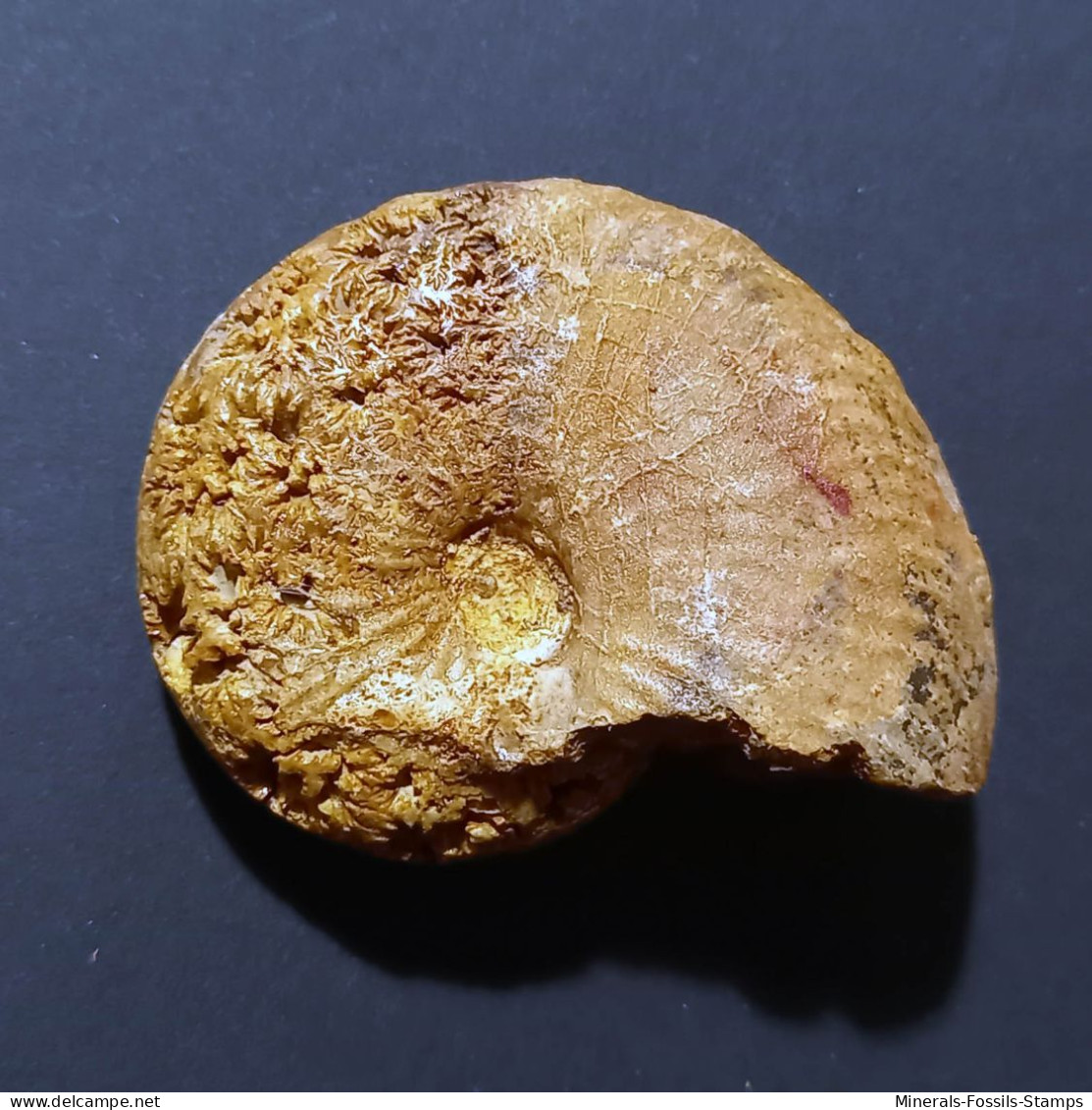 #PHYLLOCERAS VELLEDAE Fossile, Ammonite, Kreide (Madagaskar) - Fósiles