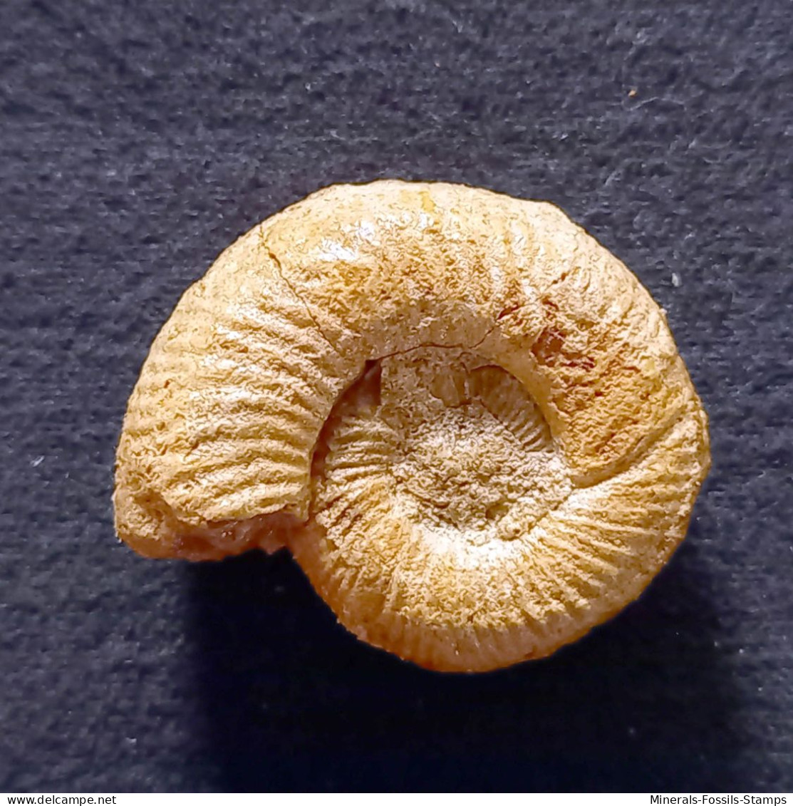 #PROPERISPHINCTES CLAROMONTANUS Fossile, Ammonite, Jura (Madagaskar) - Fossielen