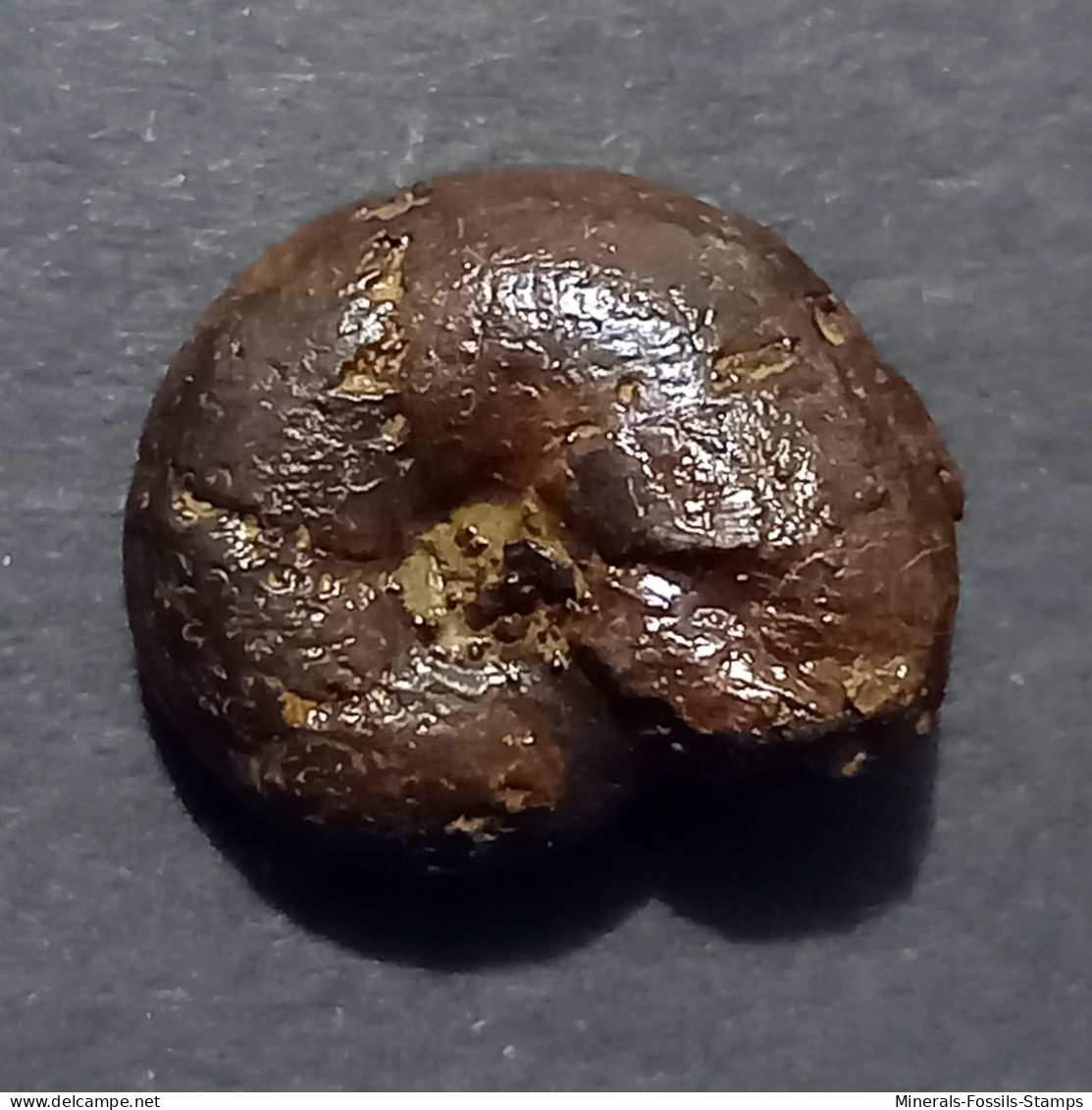 #SALFEIDIELLA FALLOTI Fossile, Ammonite, Kreide (Frankreich) - Fósiles
