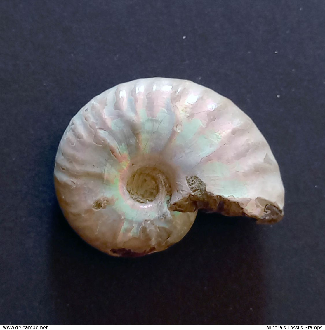 #UHLIGELLA BALMENSIS Fossile, Ammonite, Kreide (Madagaskar) - Fossils