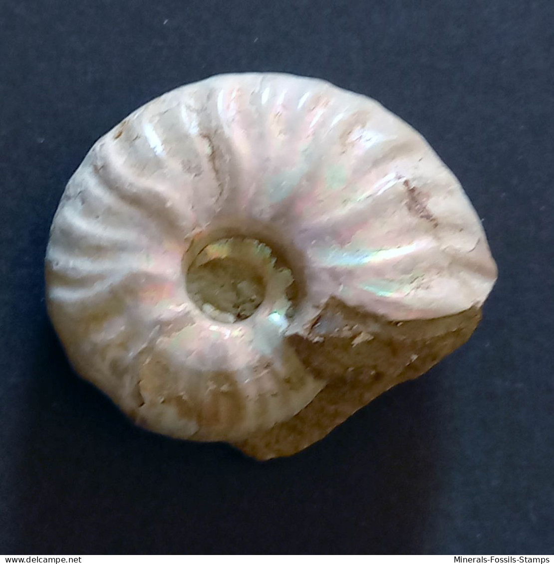 #UHLIGELLA BALMENSIS V. PINGUIS Fossile, Ammonite, Kreide (Madagaskar) - Fossiles