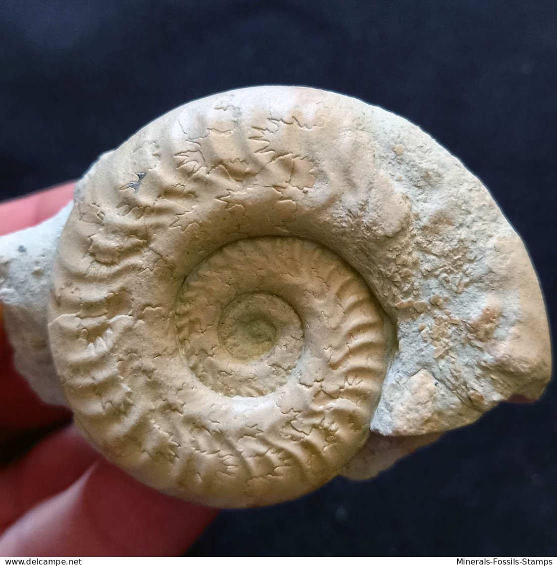 #HILDOCERAS SUBLEVISONI (03) Fossile, Ammonite, Jura (Südeuropa) - Fossils