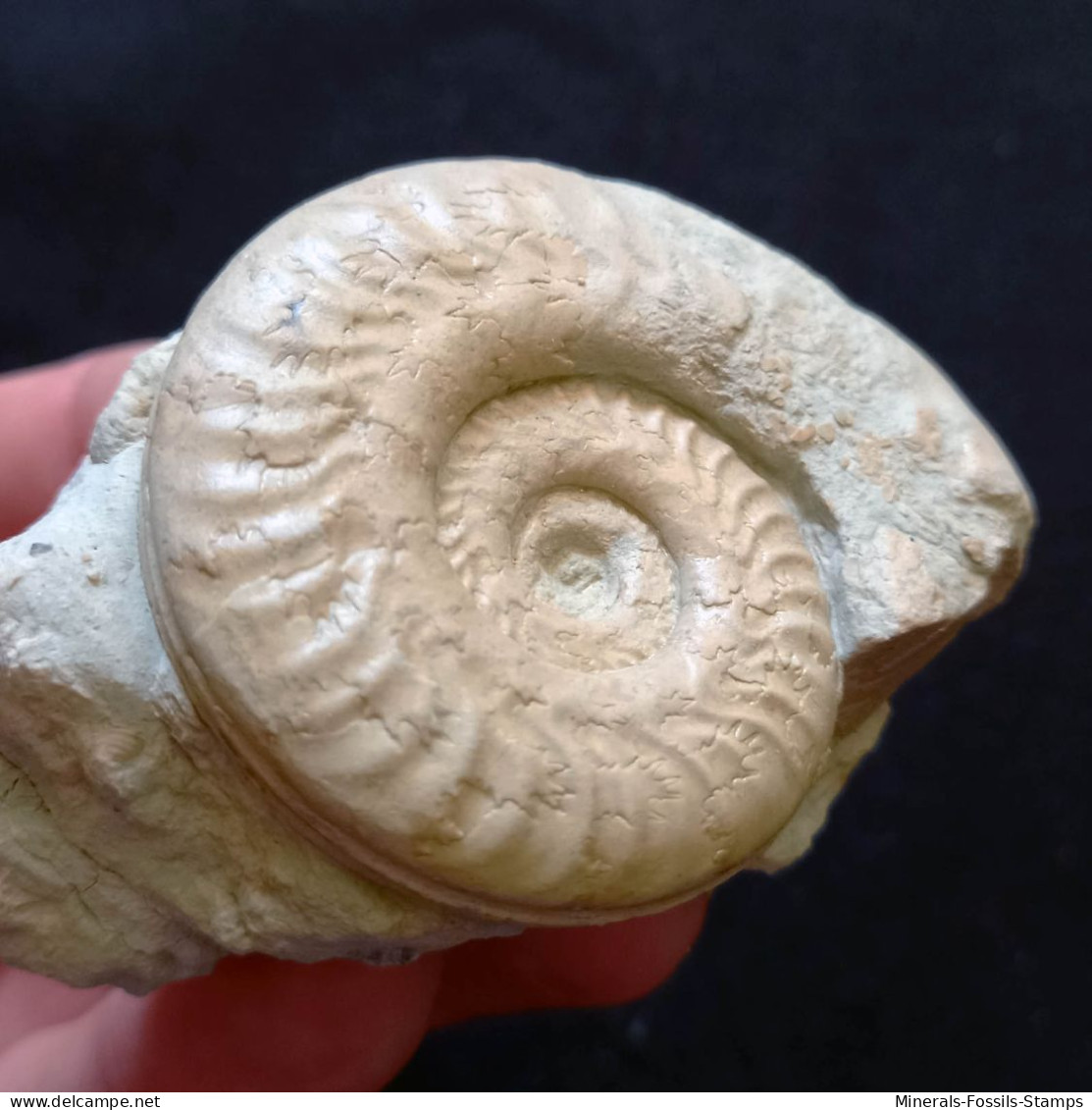 #HILDOCERAS SUBLEVISONI (03) Fossile, Ammonite, Jura (Südeuropa) - Fossilien