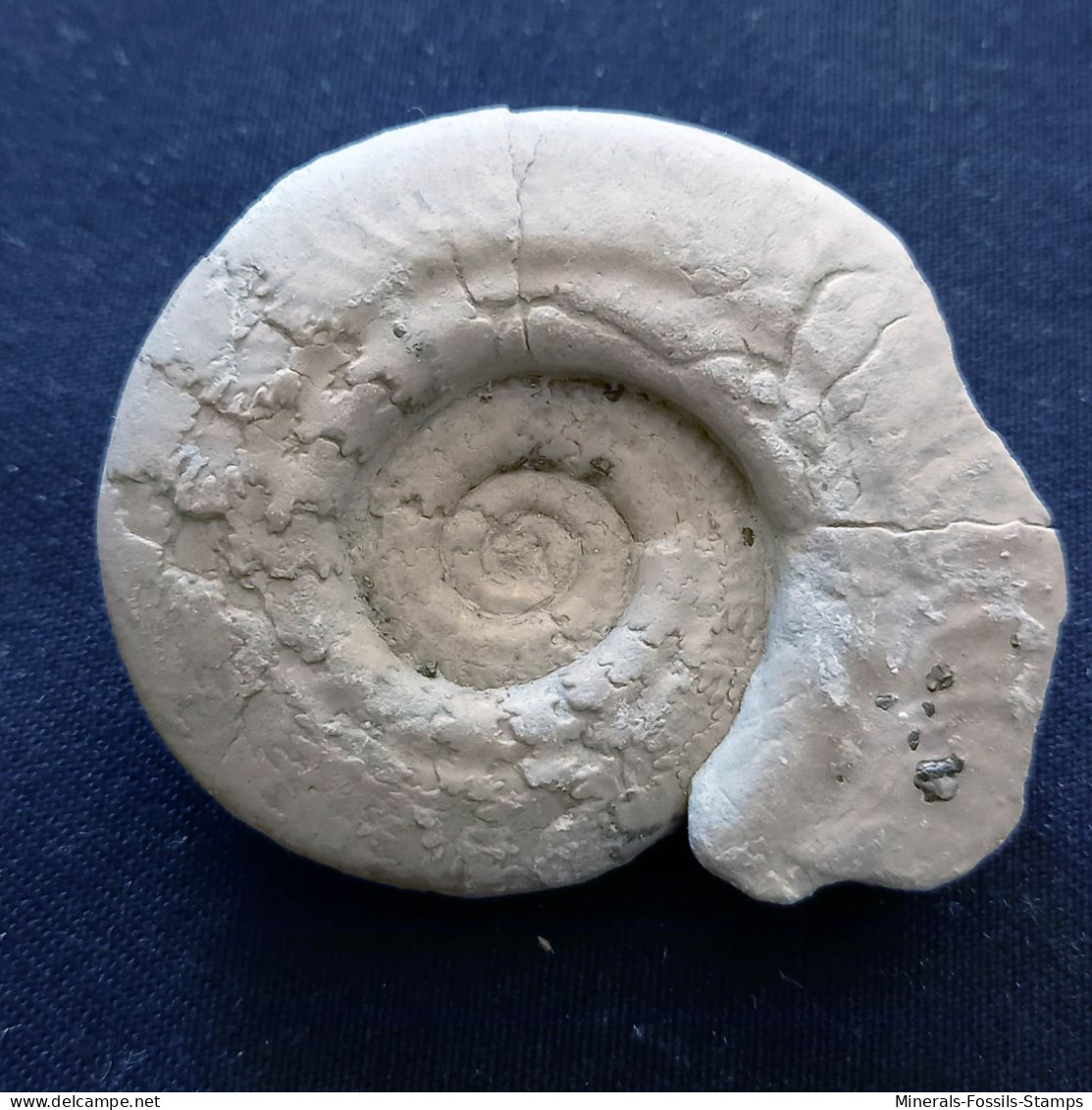 #HILDOCERAS ANGUSTISIPHONATUM (13) Fossile, Ammonite, Jura (Südeuropa) - Fósiles