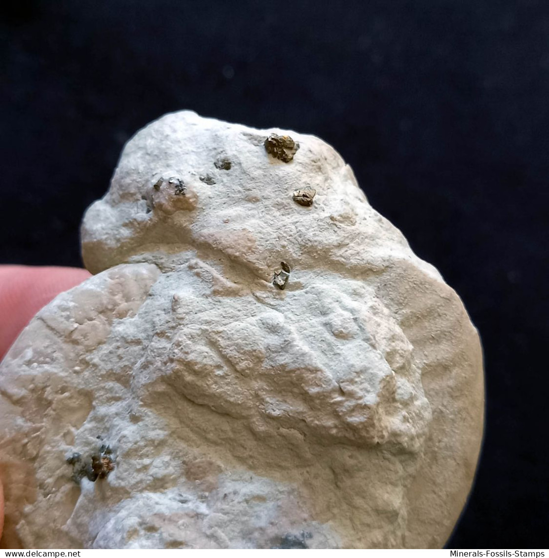 #HILDOCERAS ANGUSTISIPHONATUM (13) Fossile, Ammonite, Jura (Südeuropa) - Fossils