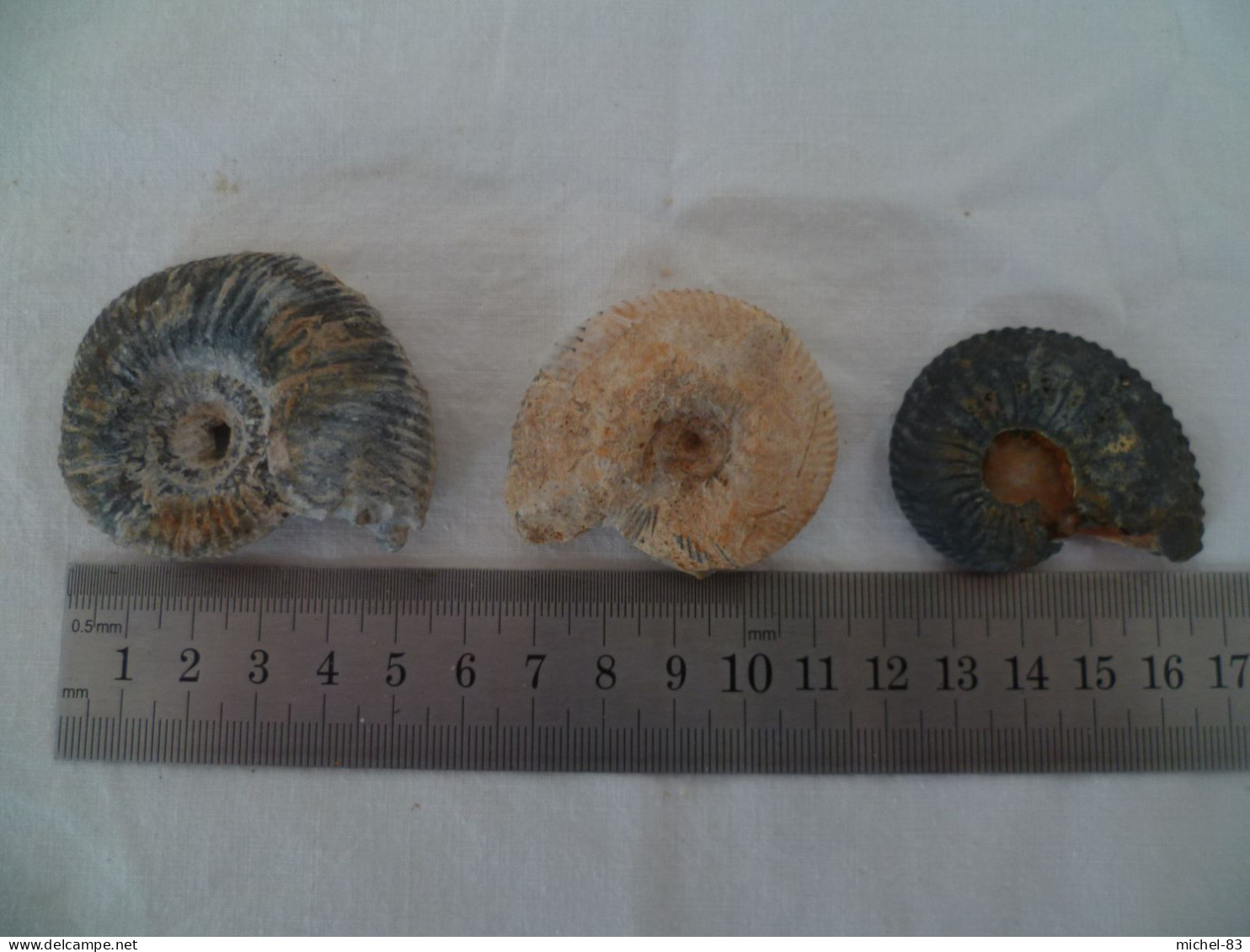 Ammonite - Fossielen