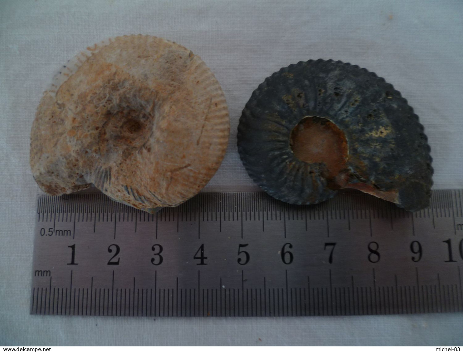 Ammonite - Fossilien