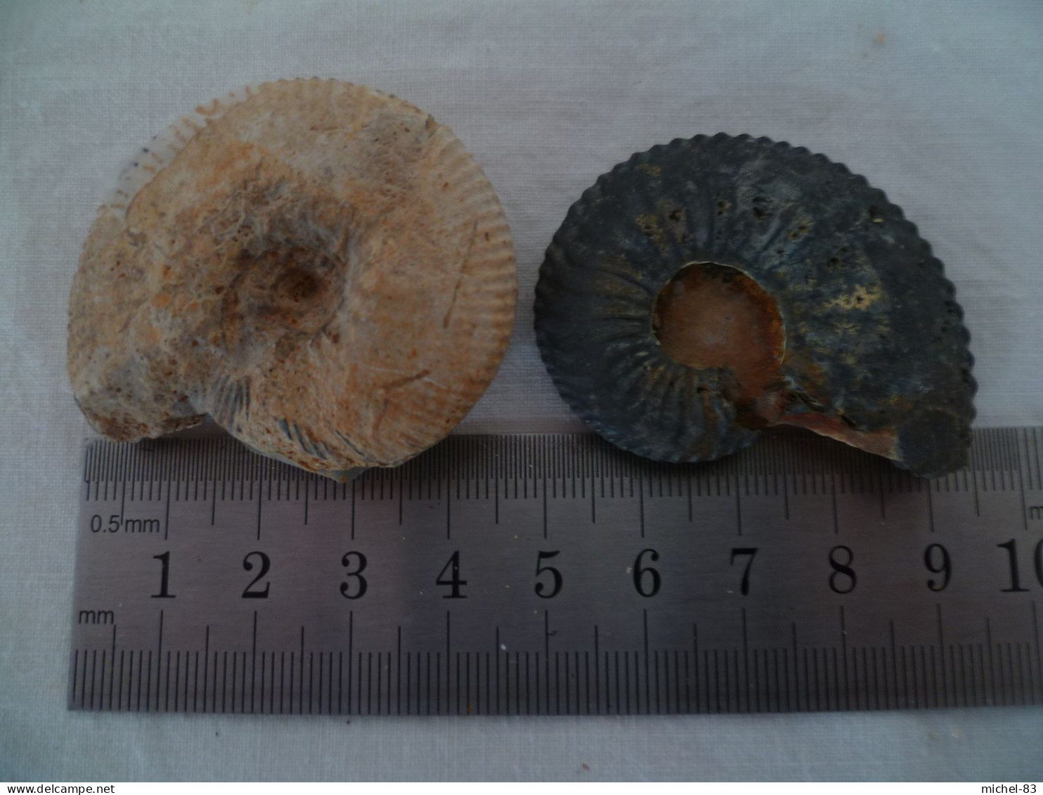 Ammonite - Fossils