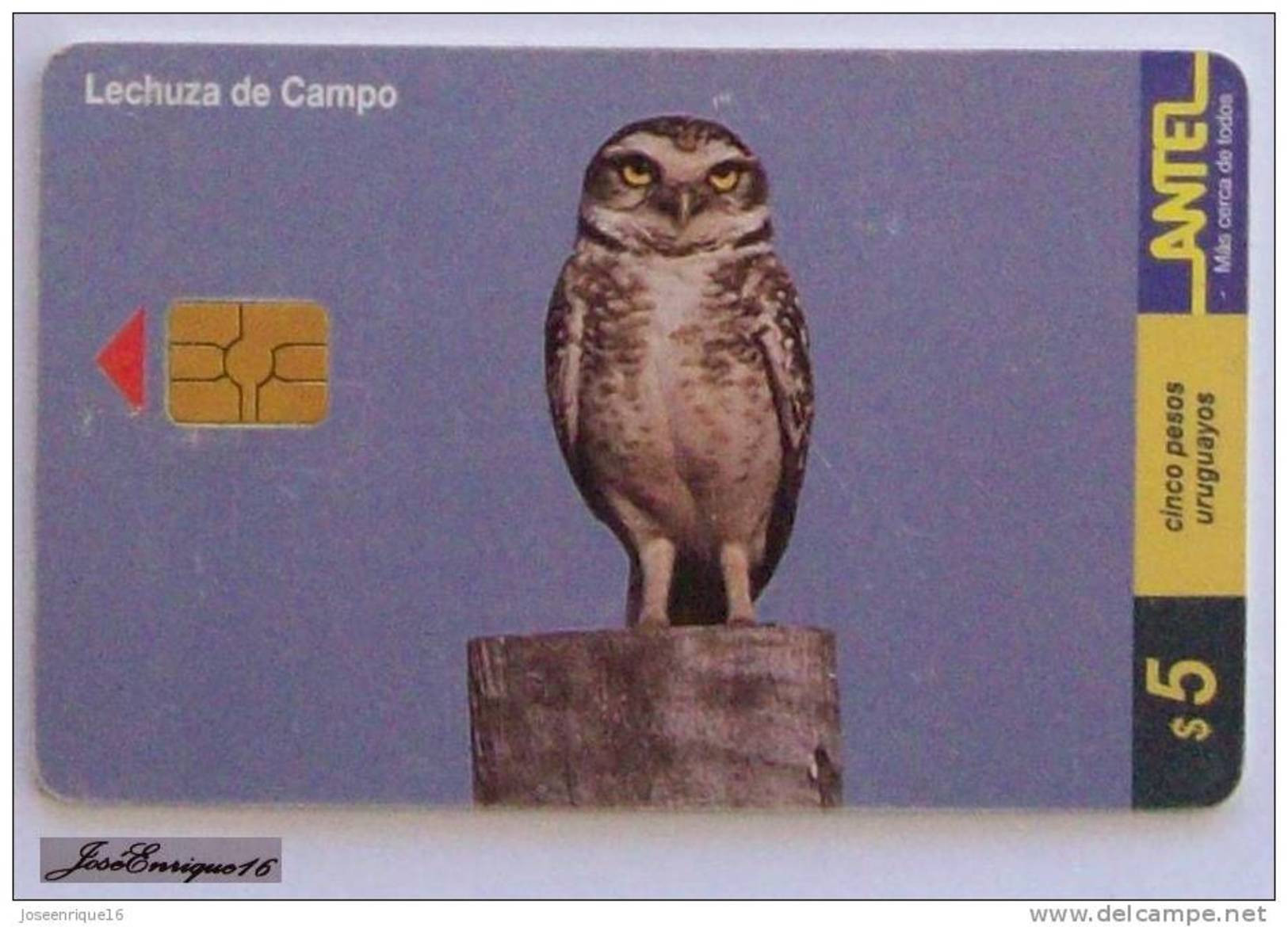 TC 112a LECHUZA DE CAMPO, SPEOTYTO CUNICULARI. ANTEL, URUGUAY - FIELD OWL - CHAMP OWL. - Uruguay