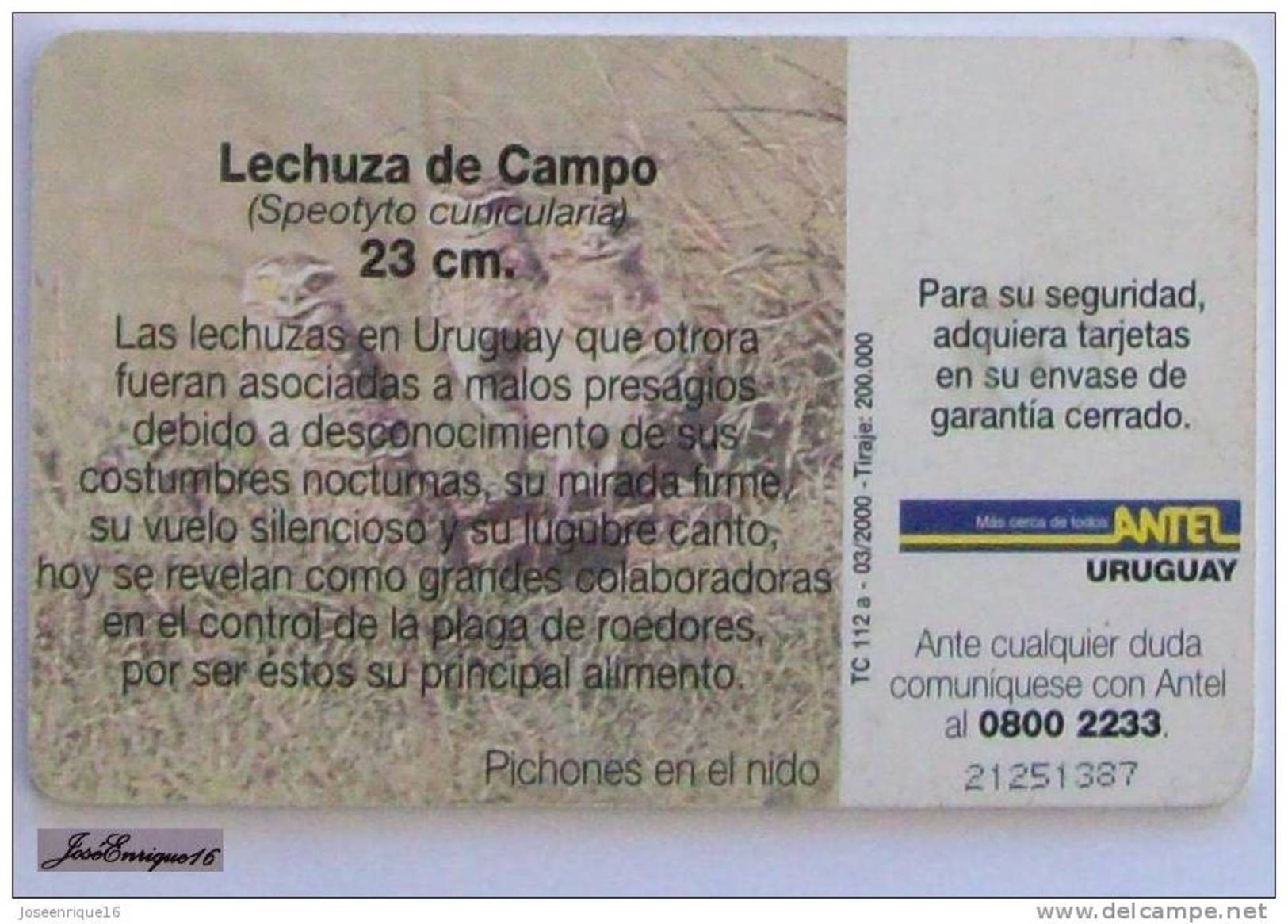 TC 112a LECHUZA DE CAMPO, SPEOTYTO CUNICULARI. ANTEL, URUGUAY - FIELD OWL - CHAMP OWL. - Uruguay