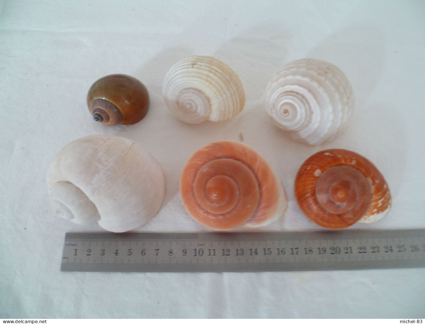 Coquillages - Seashells & Snail-shells