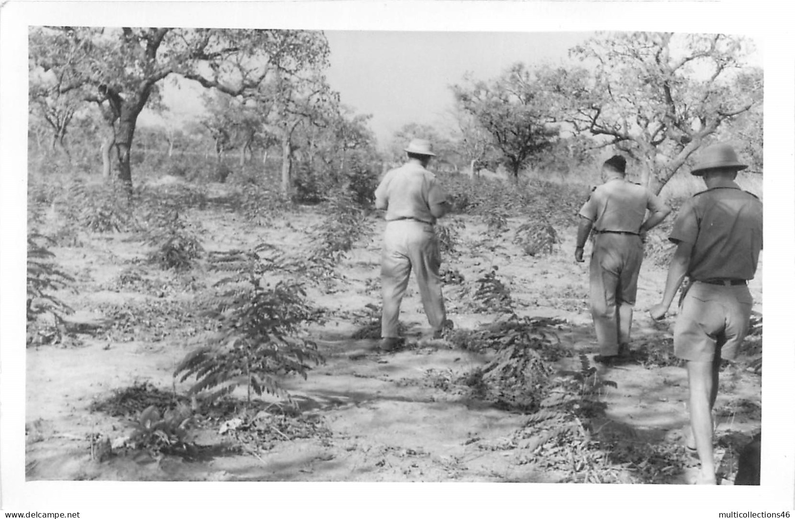 160124 - PHOTO AFRIQUE - BURKINA FASO Plantation De CASSIA Forêt De Gonsé Plante - Burkina Faso