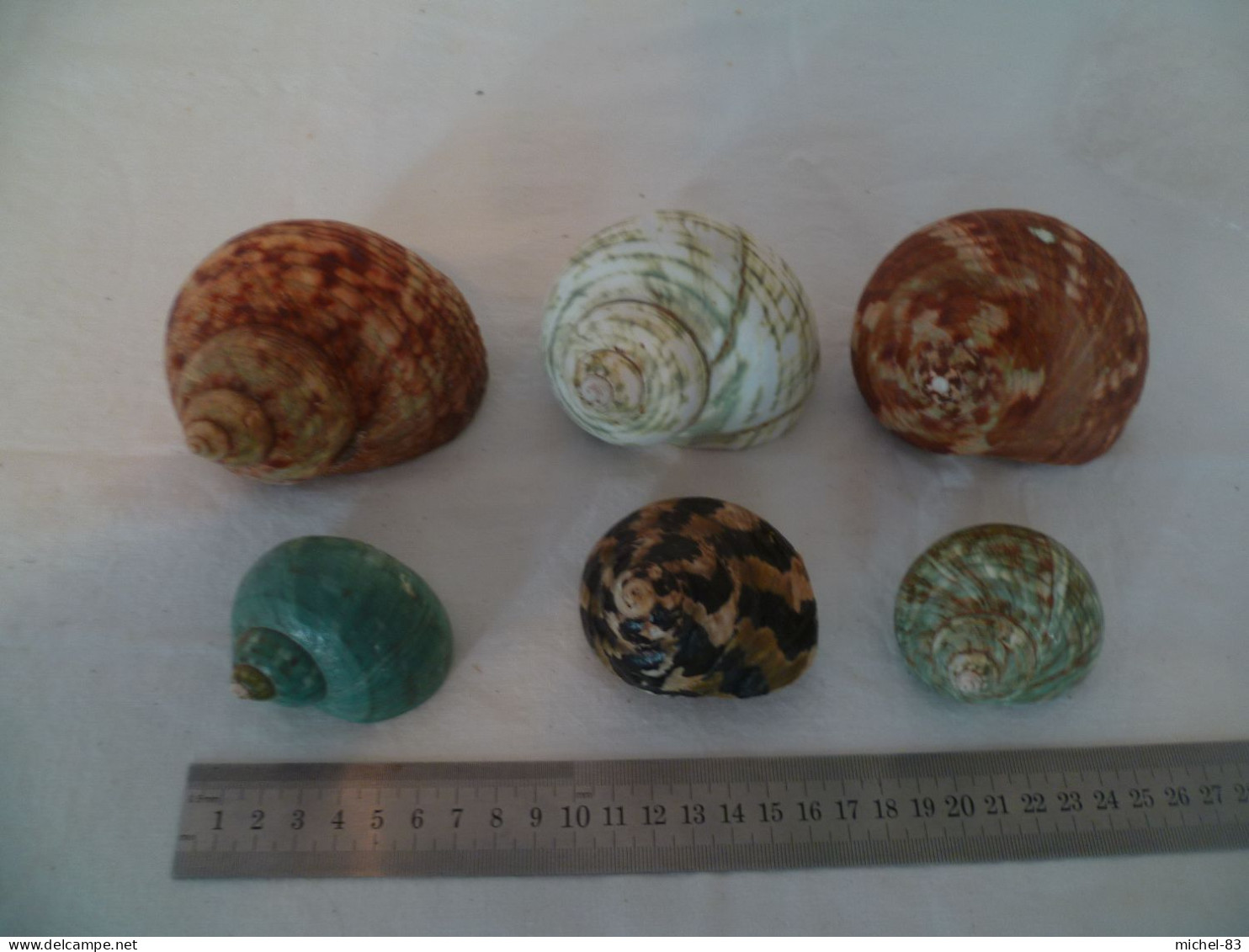 Coquillage - Seashells & Snail-shells