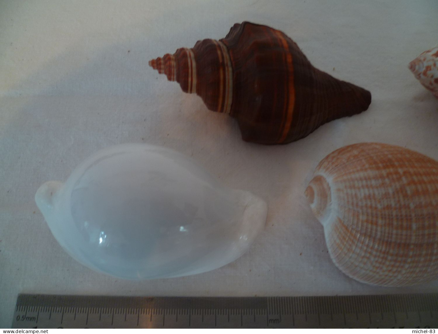 Coquillage - Muscheln & Schnecken