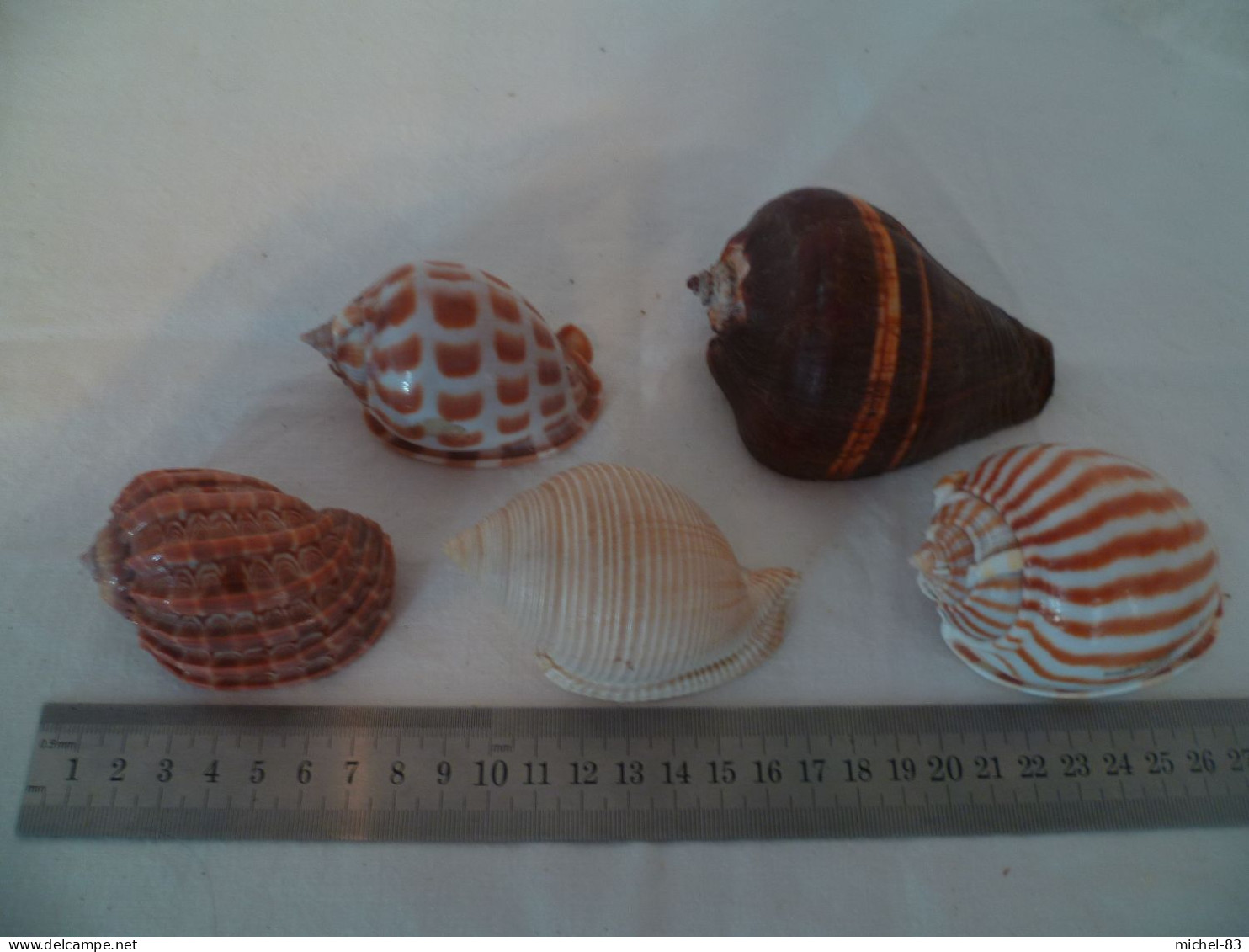 Coquillage - Muscheln & Schnecken