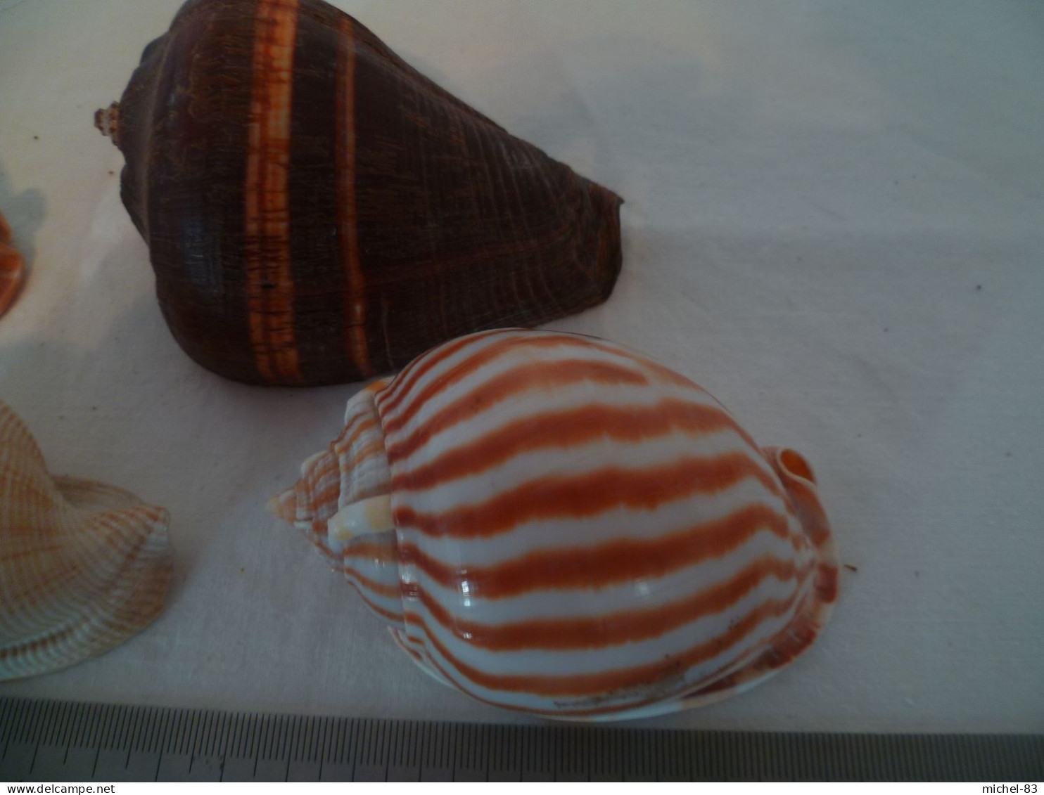 Coquillage - Muscheln & Schnecken