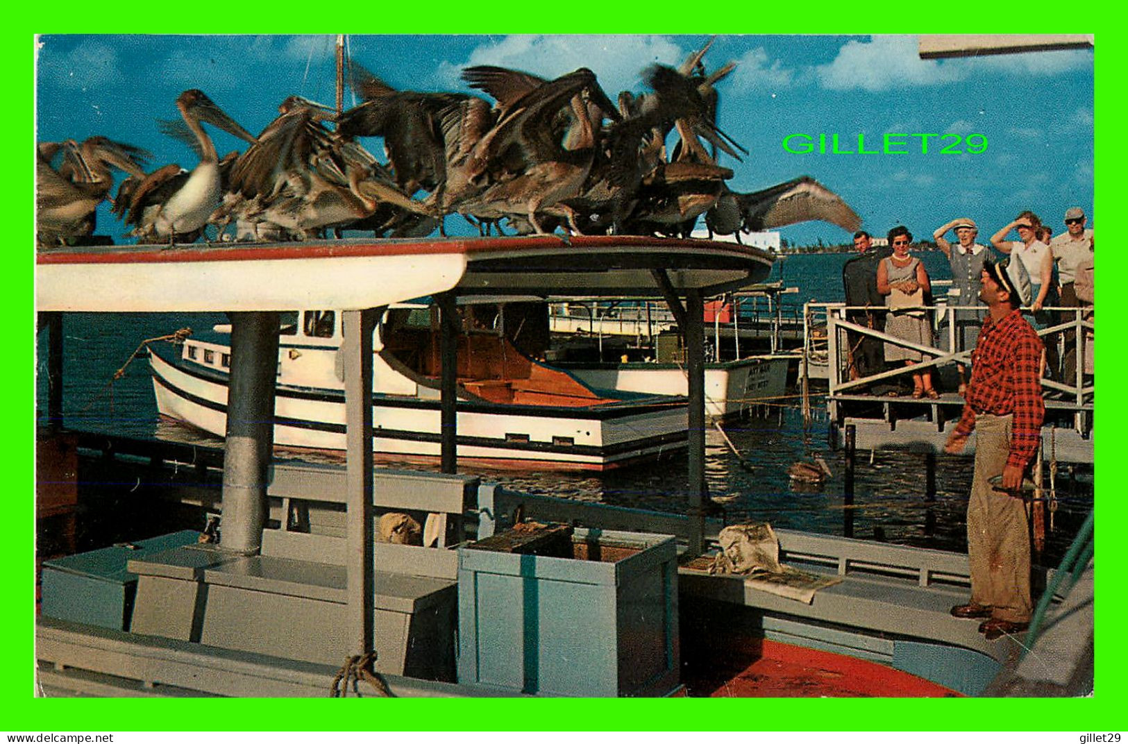 MIAMI BEACH, FLORIDA - PELICANS WAITING FOR DINNER - - Miami Beach