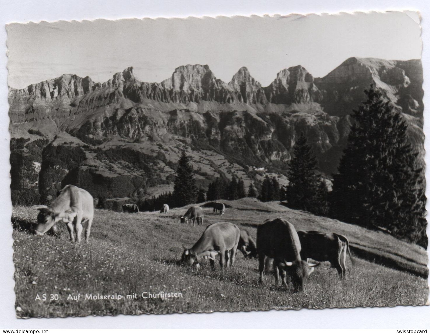 FLUMSERBERG Auf Molseralp Mit Churfirsten, Kühe - Flums