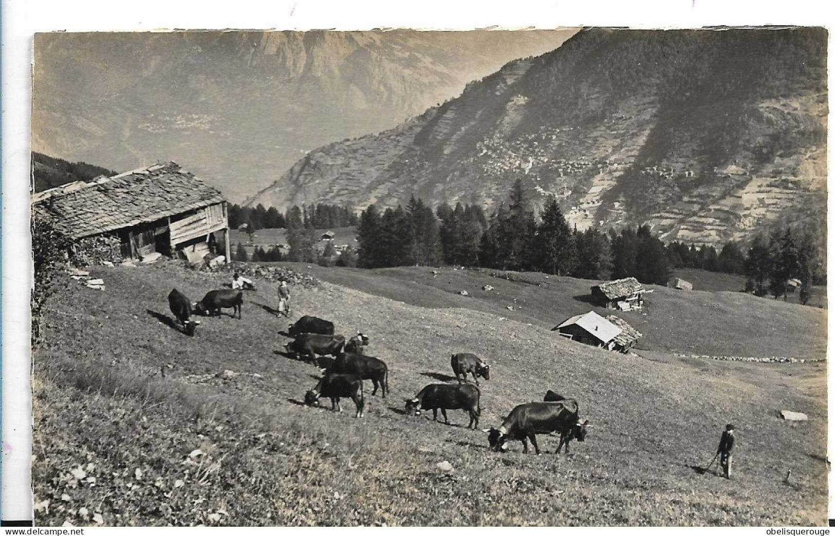 VALAIS MAYENS DE RIDDES N°14369 TROUPEAU DE VACHES EN PATURE  ET FERMIERS - Riddes