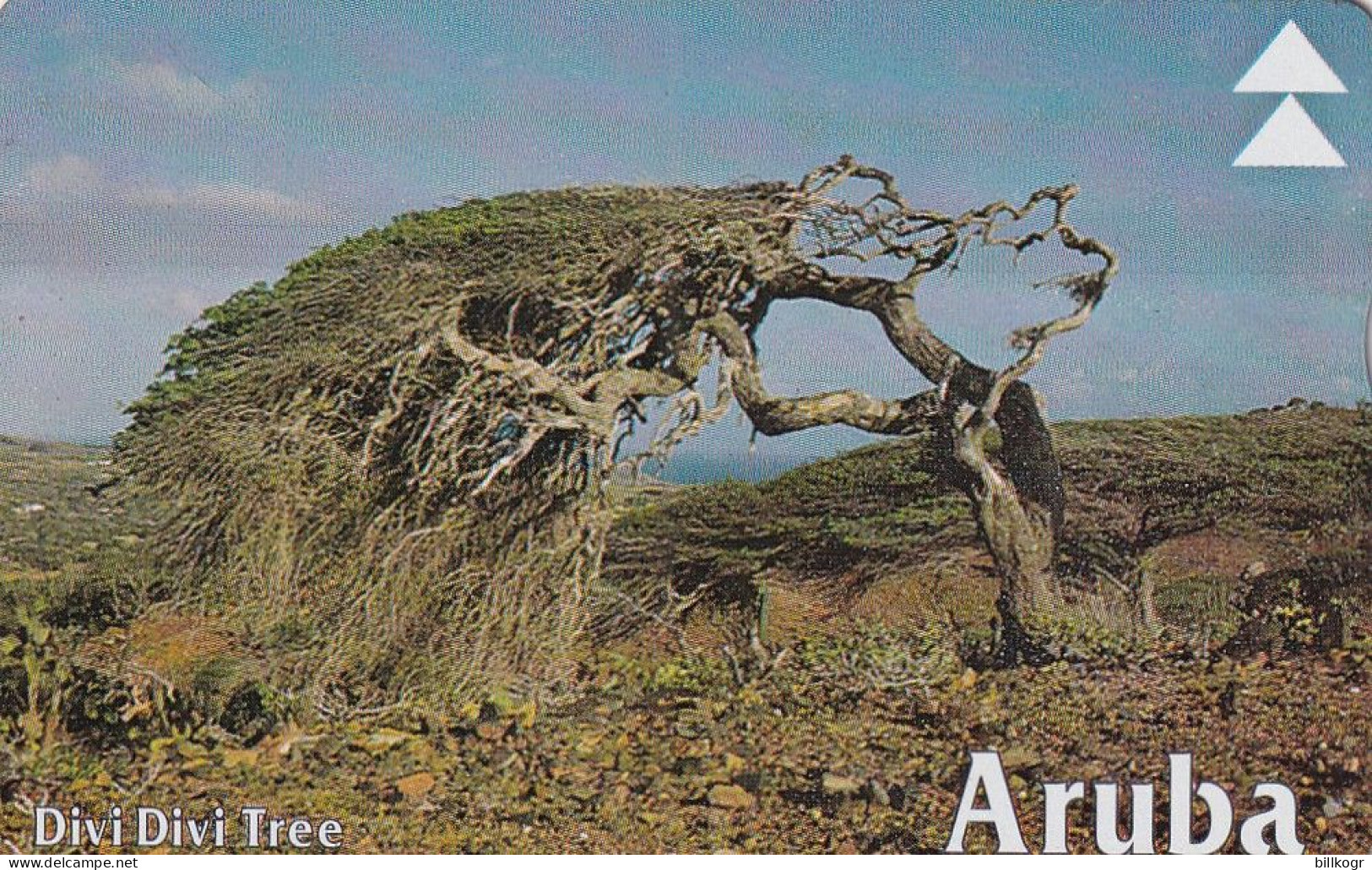 ARUBA(L&G) - Divi Divi Tree 2, CN : 608A, Used - Aruba