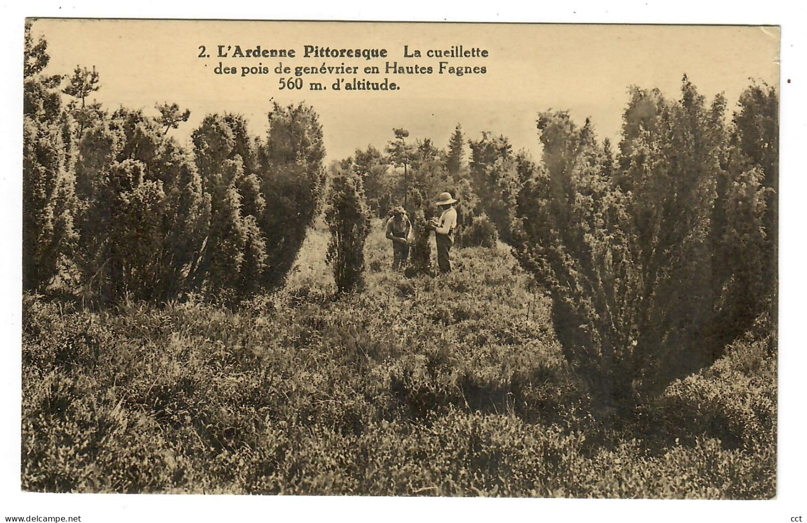 Malmedy (?)  L'Ardenne Pittoresque  La Cueillette Des Pois De Genévrier En Hautes Fagnes 560 M D'altitude - Malmedy