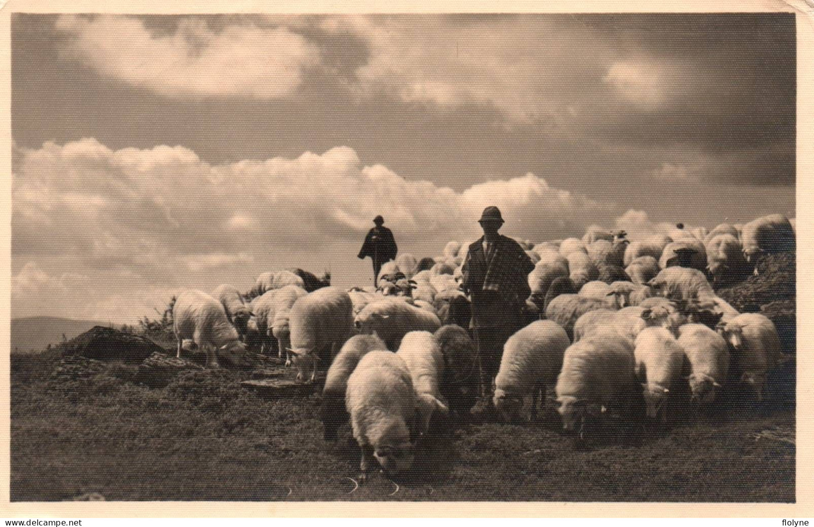 Bucuresti - Bucarest - Turma De Oi In Muntii Cibinului - Roumanie Romania - Romania