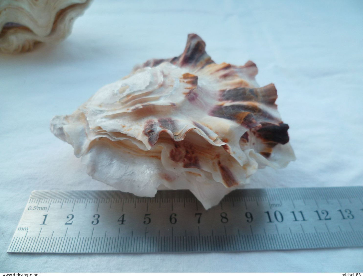 Bénitier - Seashells & Snail-shells