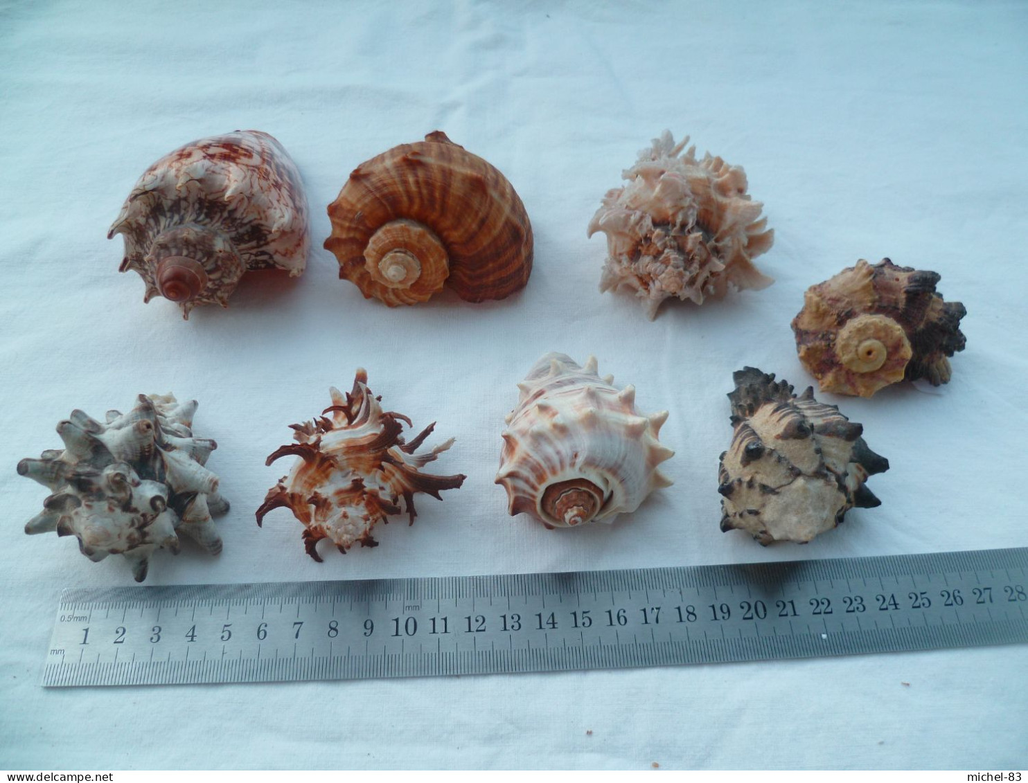 Coquillage Collection - Seashells & Snail-shells