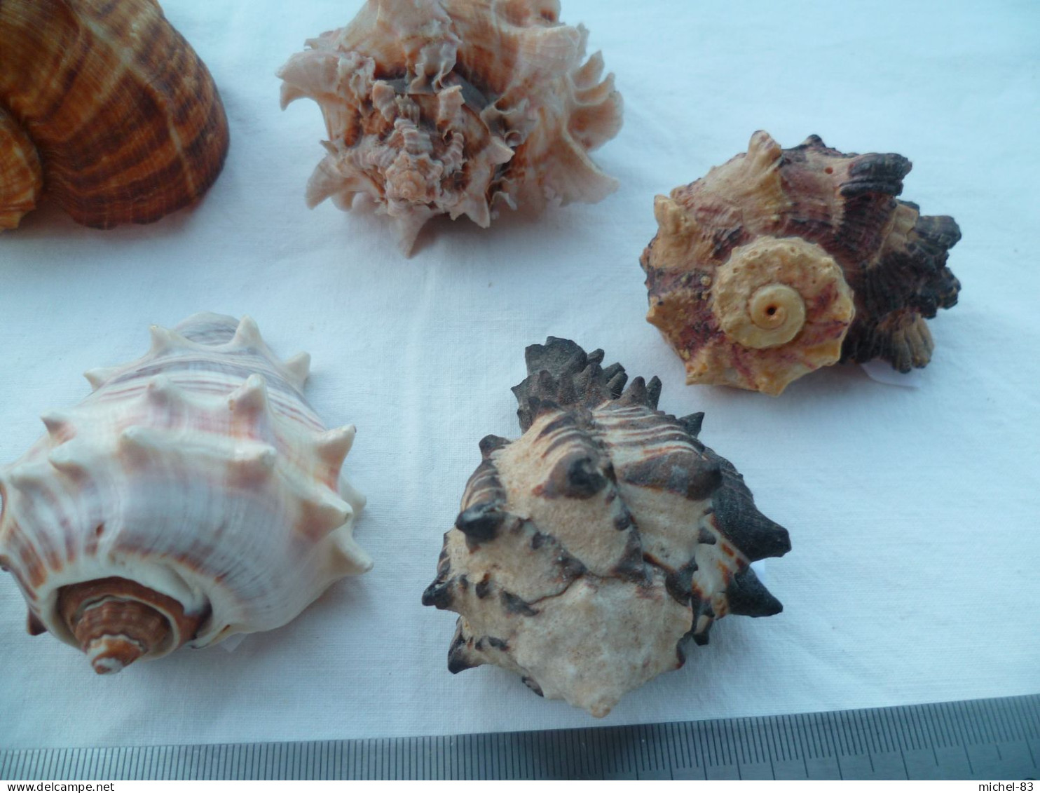 Coquillage Collection - Seashells & Snail-shells